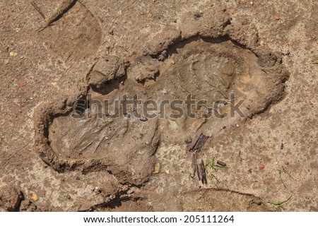 Shoe print in mud. Muddy soil footprint.