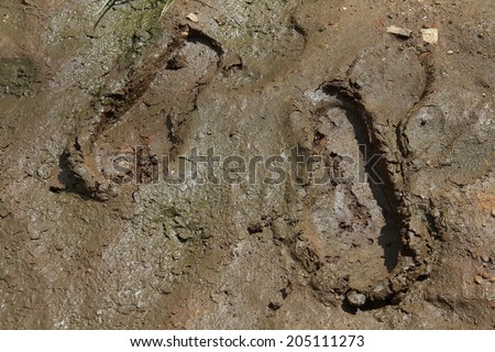 Shoe prints in mud. Muddy soil footprint.