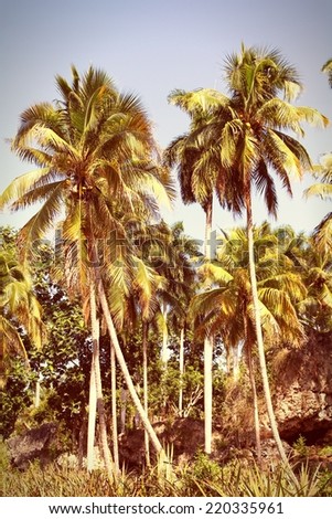 Baracoa, Cuba - coco palm trees, natural landscape. Cross processed color tone - retro style filtered image.