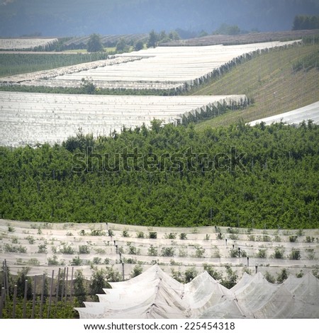 Apple orchards with protection cover nets at farms in Val di Sole (Val Vermiglio) - valley in province of Trento, Italy. Trentino region.