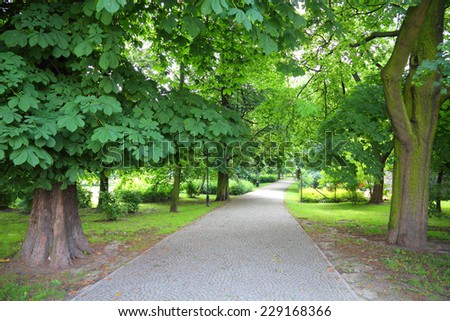 Tree lined alley in City Park of Kalisz, Poland. It is the oldest city park in Poland.