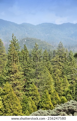 California, United States - National Forest view in Giant Sequoia National Monument.