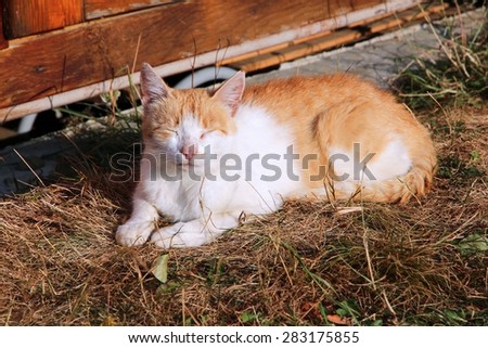 Red cat sleeping in the garden. Domestic pet.