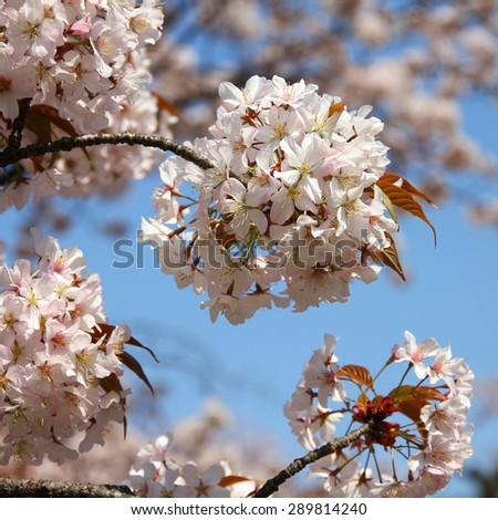 Tokyo, Japan - cherry blossoms (sakura) at famous Ueno park. Cherry petals.