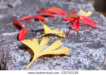 Autumn leaves - koyo tradition in Japan. Ginkgo leaves and staghorn sumac leaves.