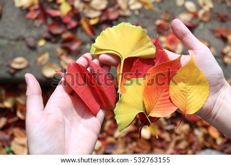 Autumn leaves - koyo tradition in Japan. Ginkgo leaves and staghorn sumac leaves.