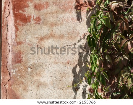 Wild vine on an old red wall. Architecture and flora.