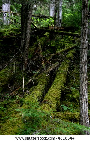 Dark forest floor in Mount Robson Provincial Park of British Columbia (Canada).