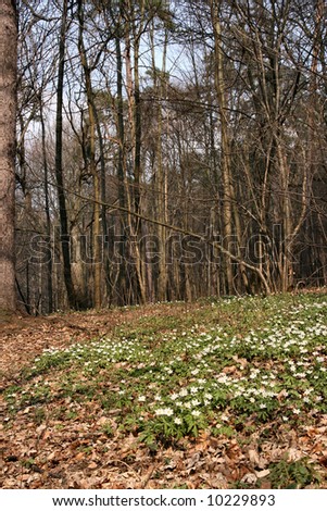 Spring in the forest. White flowers are anemone nemorosa species (common names include wood anemone, windflower, European thimbleweed and smell fox).
