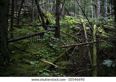 Dark, mysterious primeval forest - Mount Robson Provincial Park in British Columbia, Canada.