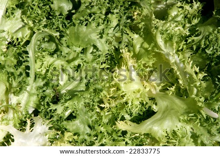 Endive - green vegetable similar to lettuce. Fresh vegetables background.