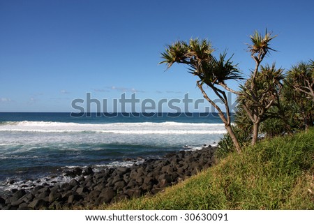 Burleigh Head National Park of Australia. The prominent plant is Cabbage-tree Palm (Livistona australis) - belonging to Arecaceae family of plants.