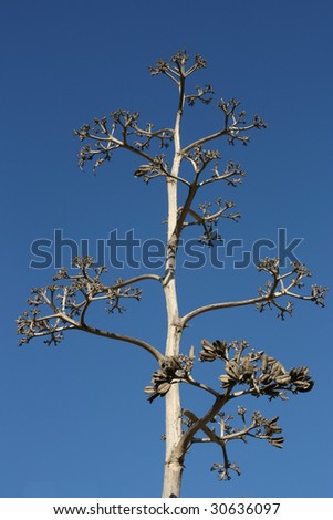 Dry agave flower. Succulent plant against blue sky. Also known as Century Plant.