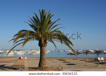 stock photo : San Javier near Murcia, Spain. Beach, marina and palm tree