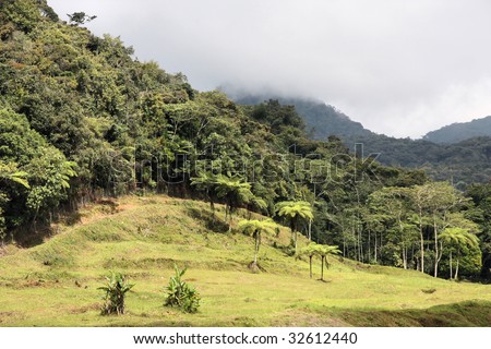 Edge of jungle in Cameron Highlands region of Malaysia. Real rainforest in Southeast Asia.
