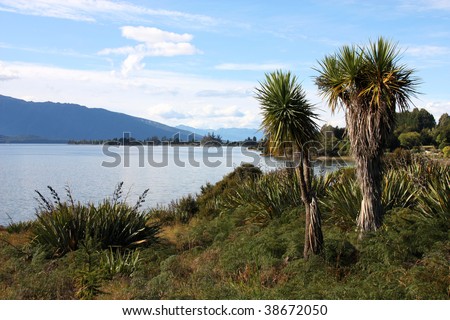 Famous Lake Te Anau on South Island, New Zealand. Cabbage tree palm - Cordyline australis.