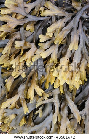 Kelp Texture