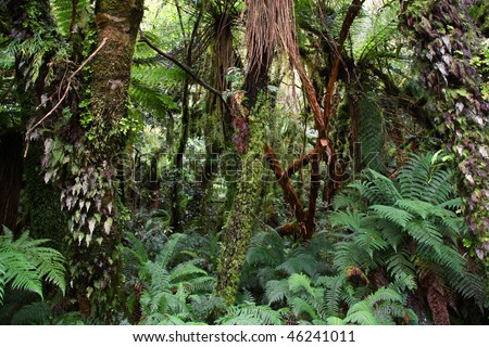 food web rainforest. tropical rainforest food web