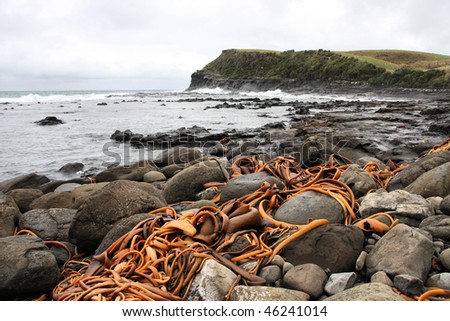 New Zealand. Catlins part of Southland region. Bull kelp on the rocky coast of Curio Bay.