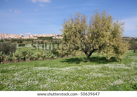 Agrigento in Sicily island, Italy. Autumn flowers and lonely tree with the city in background. View from Valle dei Templi.