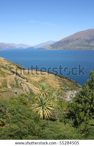 New Zealand - Lake Hawea in Otago district. Cabbage tree palm plant.