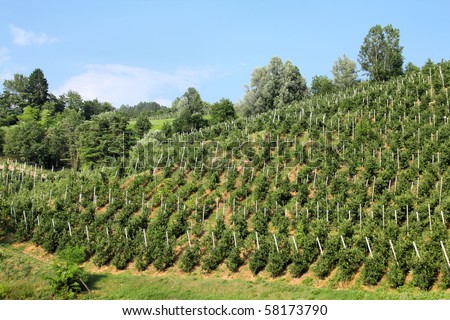 Apple orchards at a farm in Val di Sole (Val Vermiglio) - valley in province of Trento, Italy. Trentino region.