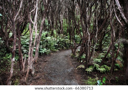 New Zealand native bush - rata forest at Bluff.