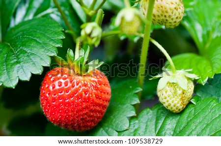 a strawberry on a strawberry field