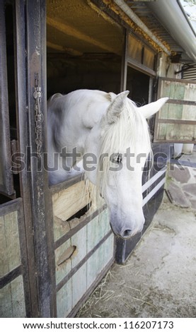 White horse in the barn, farm animals, wild