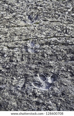 Dinosaur fossil footprints, detail of ancient prehistoric animal tracks, animal extinct