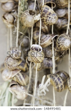 Snail shells, detail of a group of snail shells dry, decoration and superstition