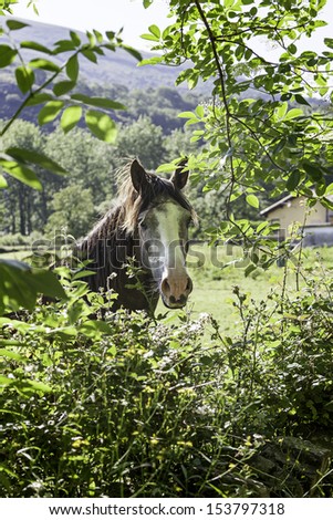 Horse in the forest, detail of a wild animal in the wild, mammal free