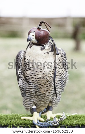 Falcon falconry, detail of a bird of prey, dangerous animals, falconry exibition
