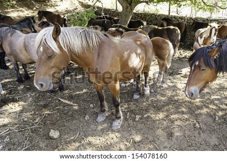 Group of horses, detail of horses on a farm in Spain, animals in captivity, strength and beauty