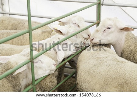 Sheep farm in captivity, detail of some animals to produce wool and milk, mammal in captivity