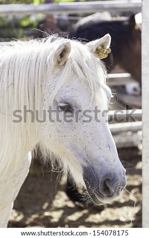 Spanish Thoroughbred Horse, detail of an animal wild mammal, beauty and nature