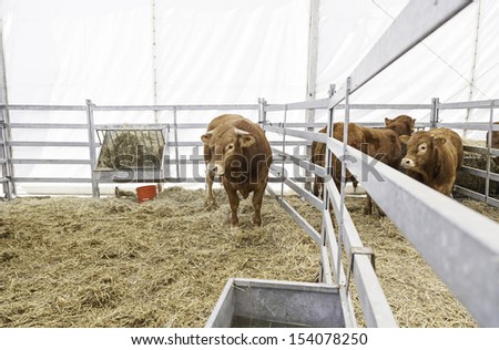 Cows exposure, detail of an animal thoroughbred stallions for sale