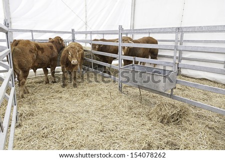 Cows exposure, detail of an animal thoroughbred stallions for sale