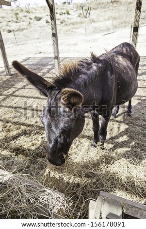 Donkey on a farm, detail of a trained mammal, animal to work on the farm