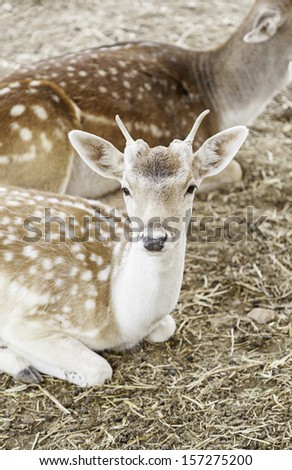 Red deer in the zoo, wild animal detail in captivity in a zoo, large mammal