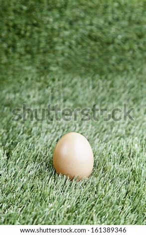 An egg in the grass, detail of a healthy lifestyle food, chicken hembrion