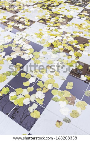 Autumn leaves on the water, detail of a fallen tree leaves in water