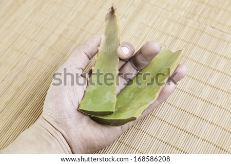 Damaged hands with aloe vera, detail of a natural treatment for skin, care and beauty