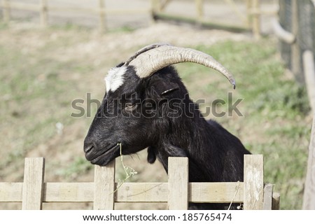 Wild goat with horns, detail of an adult dairy goat, animal wild mammal