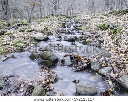 Stream in a forest spring, detail of a forest on a mountain, water and nature