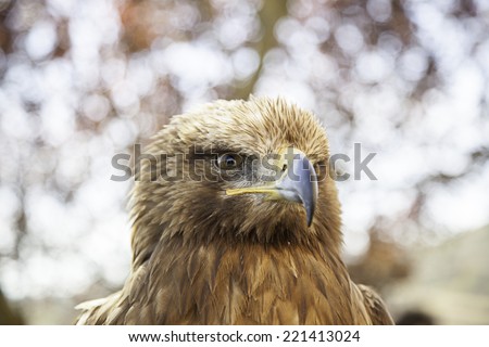 Wild eagle in captivity, detail of a dangerous bird, animal power