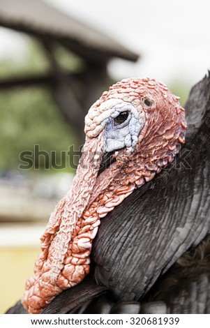 Turkey on a farm, detail of a bird, big bird, thanksgiving