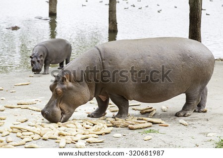 Pygmy hippos, and detail of large wild animals
