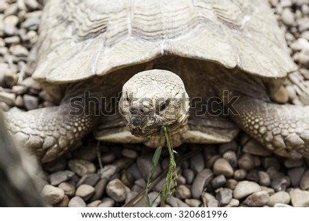 Old turtle, detail of herbivorous animal, nature and freedom