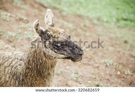 Wild llama, mammal animals, detail of animals in the wild